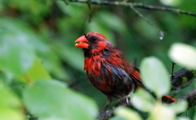 Cardinal_0118_Wet