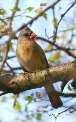 Cardinal_1384_Female