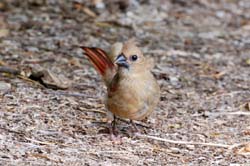 Cardinal_7130_JuvenileFemale