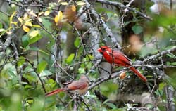 Cardinal_8198