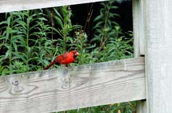 Cardinal_8233