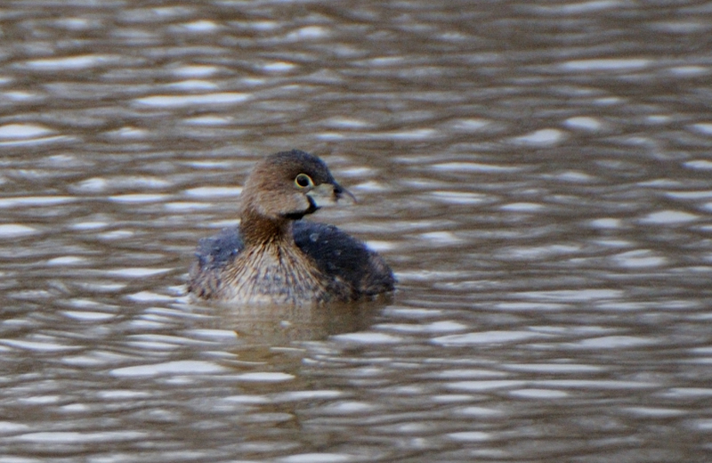 PiedBilledGrebe_5068