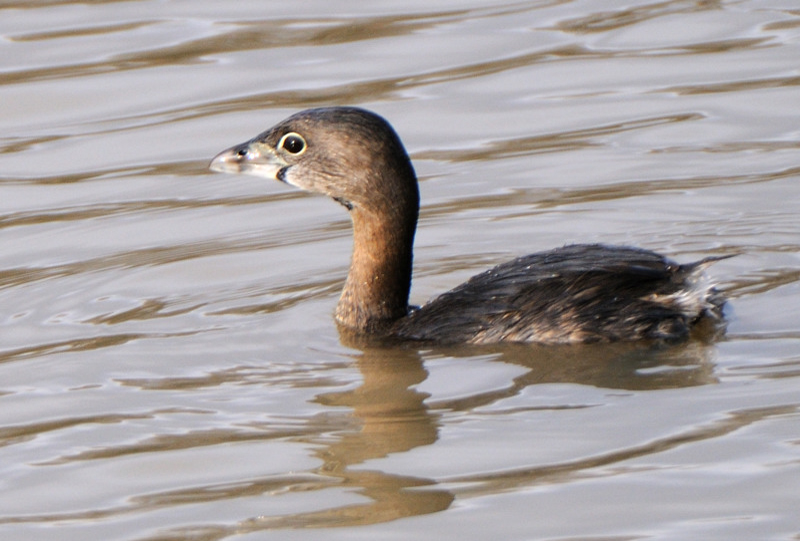 PiedBilledGrebe_5109