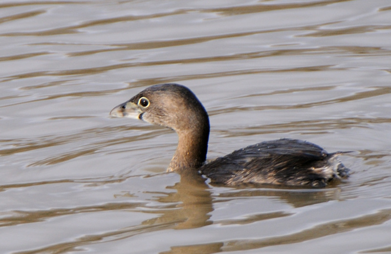 PiedBilledGrebe_5111