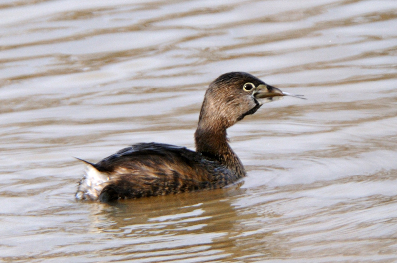 PiedBilledGrebe_5113