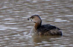 PiedBilledGrebe_5067