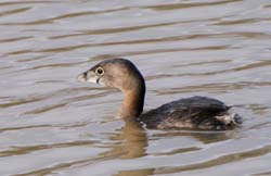 PiedBilledGrebe_5111