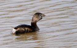 PiedBilledGrebe_5114