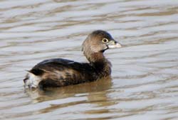 PiedBilledGrebe_5119