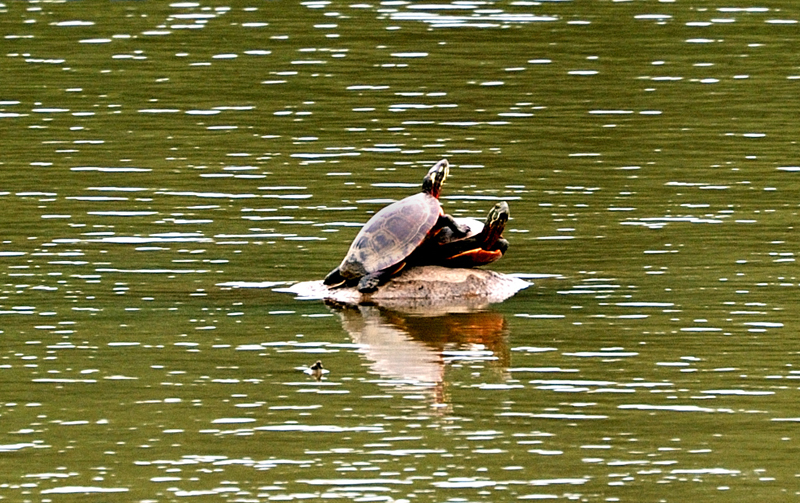 PaintedTurtle_1068