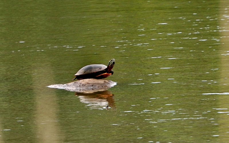 PaintedTurtle_1076