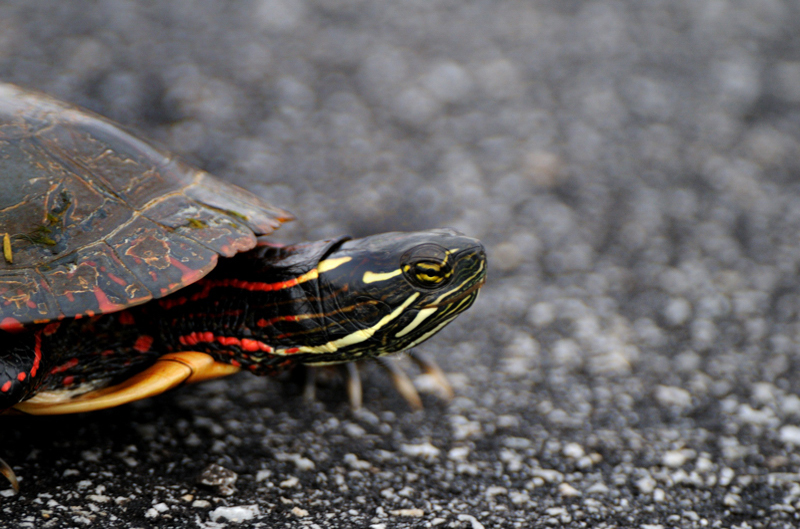 PaintedTurtle_6488