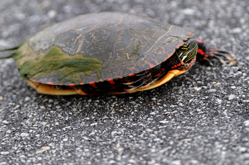 PaintedTurtle_6507