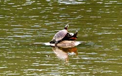 PaintedTurtle_1068