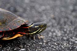 PaintedTurtle_6488