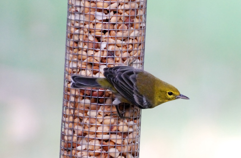 PineWarbler_6602