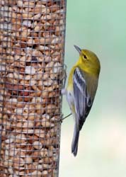 PineWarbler_6578