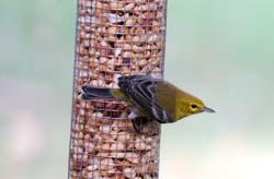 PineWarbler_6602