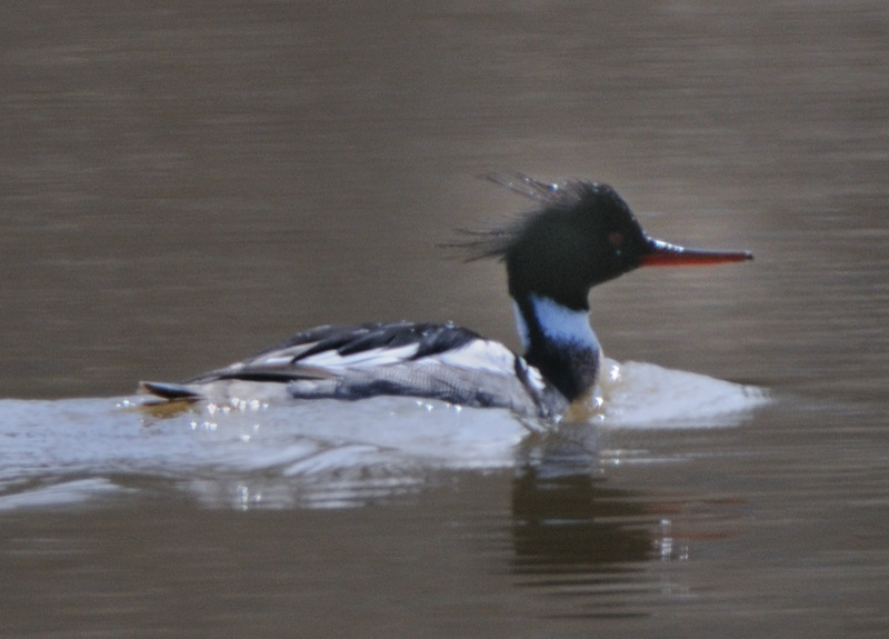 RedBreastedMerganser_4454