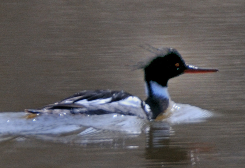 RedBreastedMerganser_4455