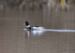 RedBreastedMerganser_4475