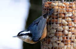 RBNuthatch_3026