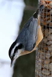 RBNuthatch_3032