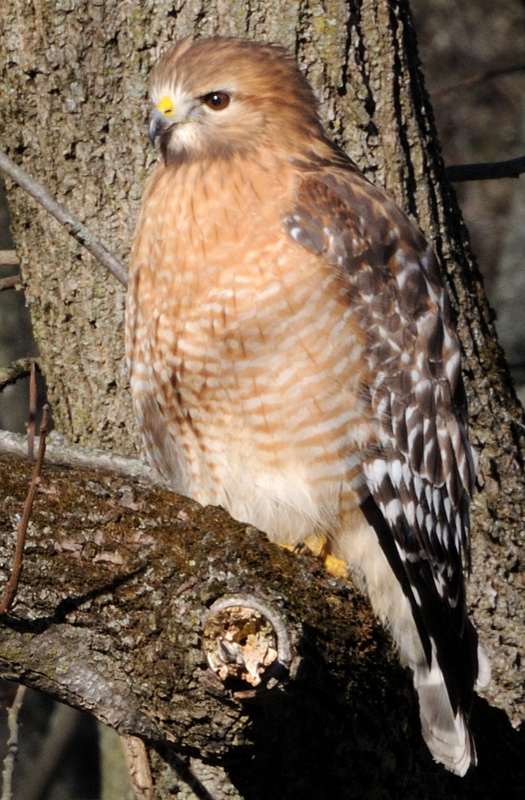 RedShoulderedHawk_0744b