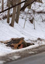 RedShoulderedHawk_3189