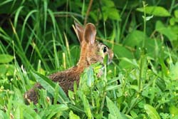 Rabbit_6727