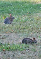 Rabbits_7873