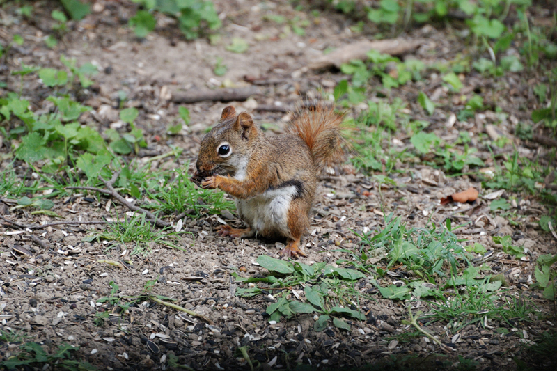 RedSquirrel_1228