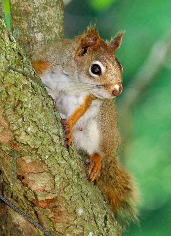 RedSquirrel_4402