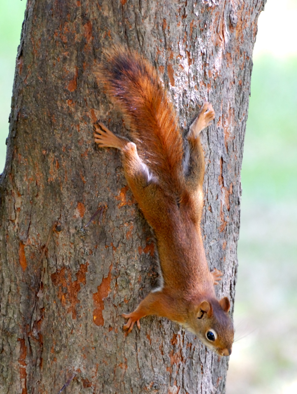 RedSquirrel_4951