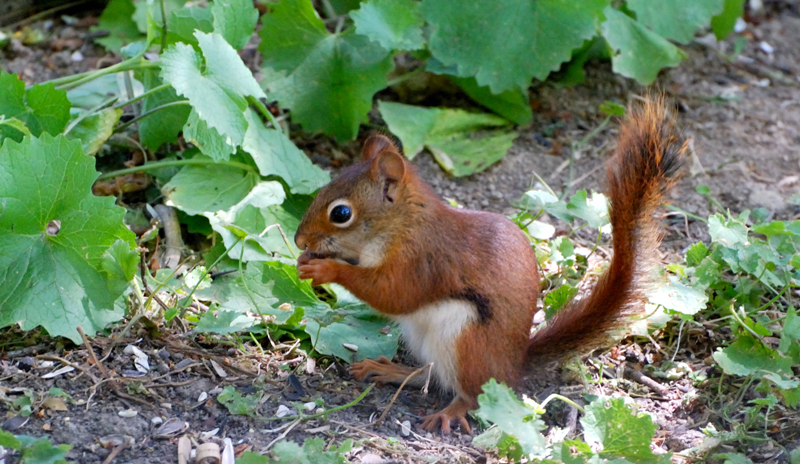 RedSquirrel_4967