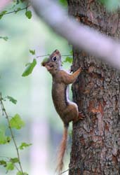 RedSquirrel_1202