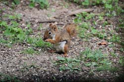 RedSquirrel_1228