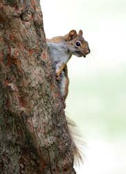 RedSquirrel_1229