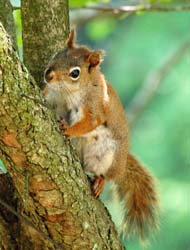 RedSquirrel_4401