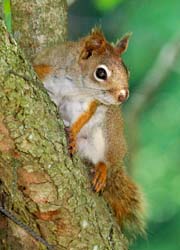 RedSquirrel_4402