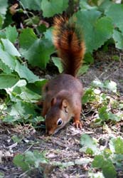 RedSquirrel_4961