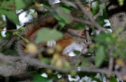 RedSquirrel_6432