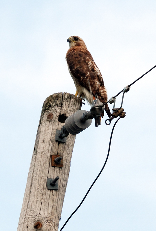 RedtailHawk_0426