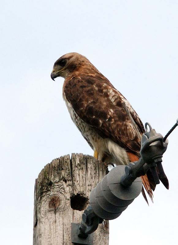 RedtailHawk_0443