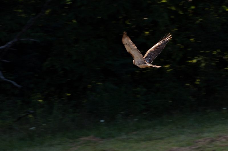 RedtailHawk_0922