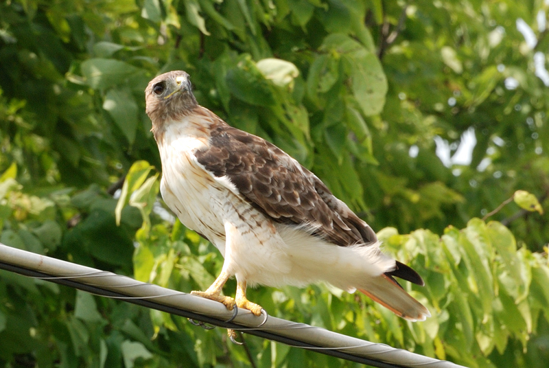 RedtailHawk_1602