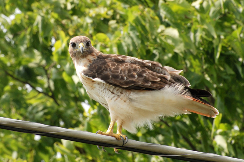 RedtailHawk_1618