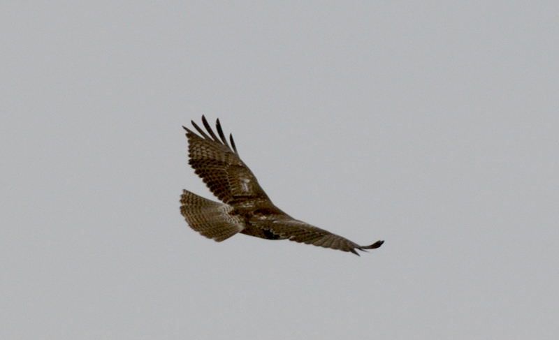 Redtailhawk_3483