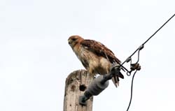 RedtailHawk_0457