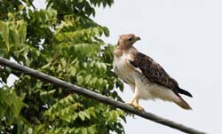 RedtailHawk_1590